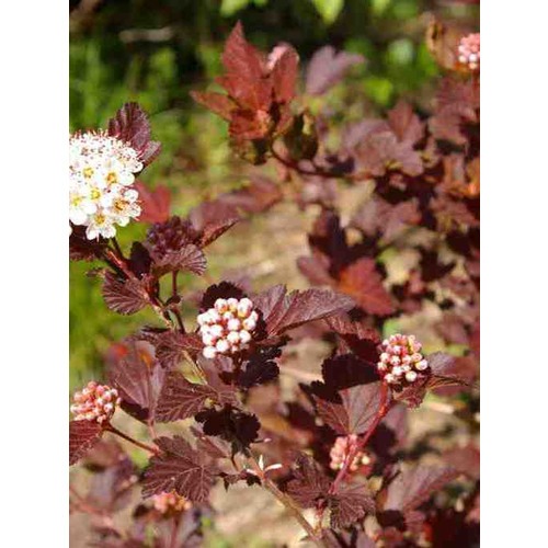 Пузыреплодник калинолистный Диабл Д'Ор (Миринда) ((Diable d'Or (Mindia ...